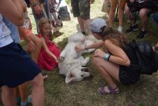 Pumi, sinka, májzli – magyar pásztorkutyákat simogattunk a Kolozsvári Magyar Napokon