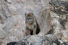 Nyolcéves fiú sérült meg súlyosan az idei harmadik pumatámadásban 