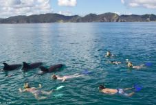 A fényképvadászok miatt tiltják be Új-Zélandon a palackorrú delfinek „túlzott szeretgetését”