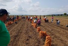 Jó évük van a háromszéki krumplitermelőknek