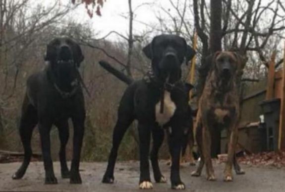 Öt kutya mart halálra egy fiatal lányt