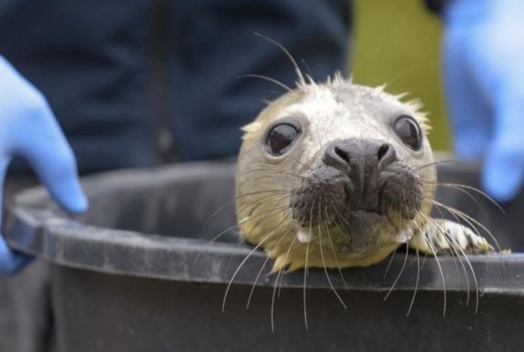 Kutatók: halálra rémítik a fókákat a drónok