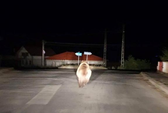 Városi sétát tett a medve Székelykeresztúron