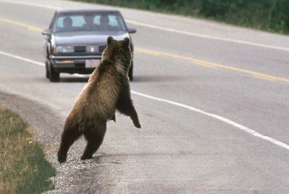 Kocsi elé ugrott a medve Gyergyóalfalu és Gyergyószárhegy között
