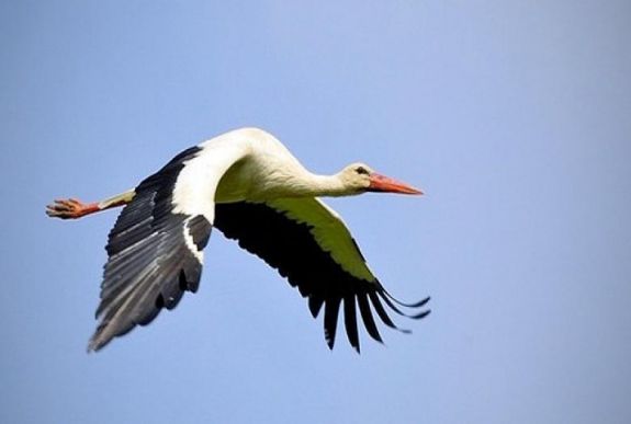 A klímaváltozás hatására egyre több gólya marad itthon télen