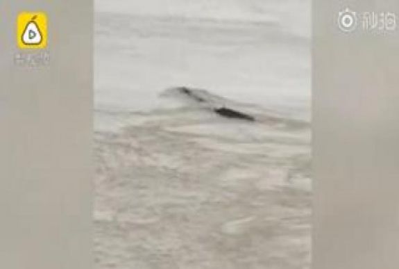 Kínai „Loch Ness-i szörnyet” láttak a Jangce folyóban