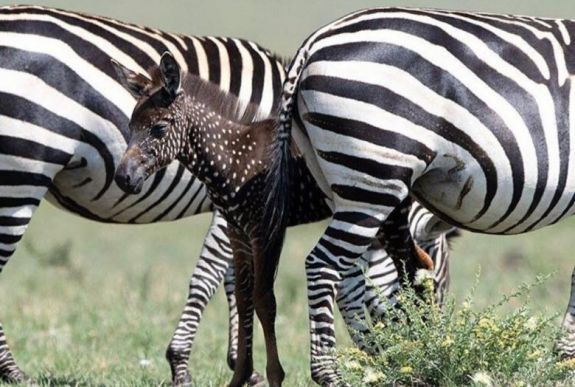 Csíkok helyett pöttyökkel született egy zebra