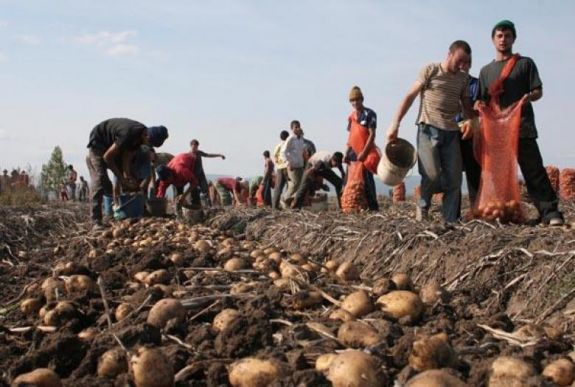 A gazdák ne kapkodjanak az idei pityóka eladásával!