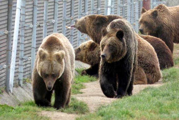 Medvemenhelyet terveznek Brassó közelében