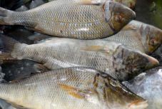 Több mint 22 tonna halat vont ki a forgalomból a fogyasztóvédelem