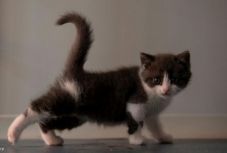 Először klónozott macskát Kína – létrejött Fokhagyma 2.0