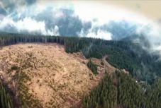 Verekedés lett Marosvásárhelyen az erdőlopásból 