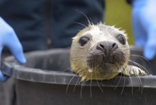 Kutatók: halálra rémítik a fókákat a drónok