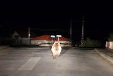 Városi sétát tett a medve Székelykeresztúron