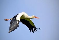 A klímaváltozás hatására egyre több gólya marad itthon télen