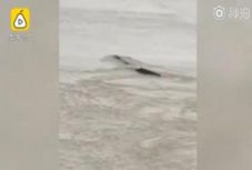 Kínai „Loch Ness-i szörnyet” láttak a Jangce folyóban