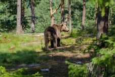 Ro-Alert: Csíksomlyón járt egy medve