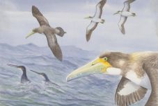 A világ egyik legősibb madárfajának maradványait fedezték fel Új-Zélandon