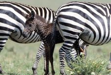 Csíkok helyett pöttyökkel született egy zebra