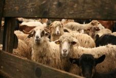 Hatalmas összegekkel támogatják a hegyvidéki gazdasági tevékenységeket 