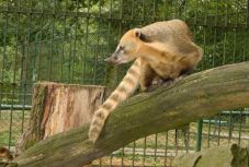 A marosvásárhelyi állatkertbe kerültek Nuțu Cămătaru majmai