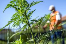 A parlagfű elleni védekezésről szóló törvény alkalmazásáért tüntettek Bukarestben