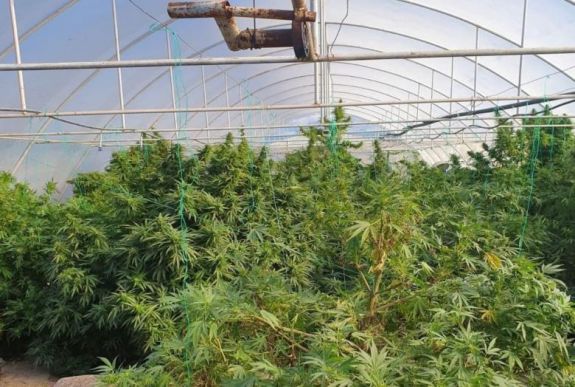 Vadkender-termesztőket fogtak el Bihar megyében