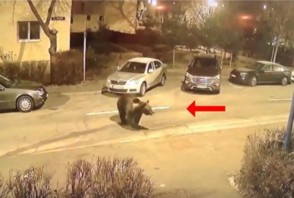 Már a tömbházak lépcsőházában is járkálnak medvék Fogarason