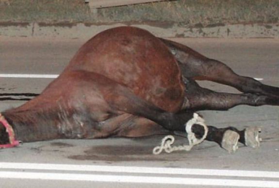 Életveszélyesen megsérült egy Hargita megyei nő, akinek az autója lóval ütközött