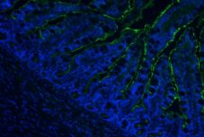 Szökőárral érkezett a halálos trópusi gomba