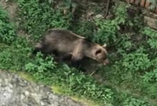 A Ro-alert szerint medve járt Marosvásárhelyen