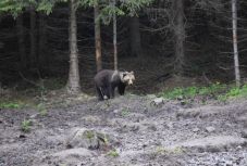 Brüsszelnek is rá kell bólintania a medvék vadászhatóságát engedélyező törvénymódosításra