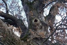 Mutatjuk Erdély legöregebb fáját (VIDEÓ)