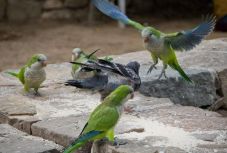 Sötét jövő vár a madridi papagájokra 