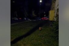 Róka sétálgatott kedd este Csíkszereda városközpontjának közelében