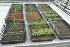 Alkalmas lehet növénytermesztésre a Hold és a Mars talaja