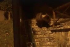 Napok óta „visszajáró vendég” egy medve Sugásfürdőn