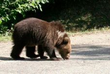 Almát kereső medvebocs kóborolt Zeteváralján