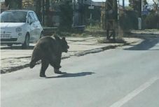 Két gyermeket és egy felnőtt férfit támadt meg egy medve Viktóriavárosban