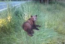 Elgázoltak egy medvét Kovászna megyében