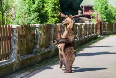 Ismét medvéhez riasztották a csendőröket Tusnádfürdőn