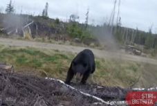 Medve támadt a vaddisznó vadászaton részt vevő hajtóra