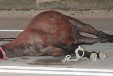 Életveszélyesen megsérült egy Hargita megyei nő, akinek az autója lóval ütközött