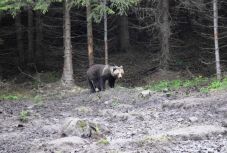 Sebzett anyamedvét keresnek a vadászok Székelyudvarhely környékén