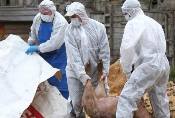 Újabb 13 ezer disznót ölnek le az országban, hogy megállítsák a sertéspestis terjedését
