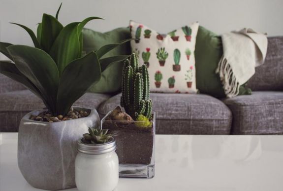 Megcáfoltak egy mítoszt a szobanövényekkel kapcsolatban