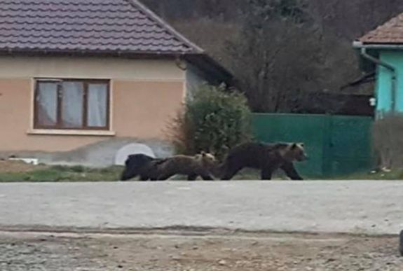 Anyamedve sétált két boccsal Erdőszentgyörgy főútján csütörtök reggel