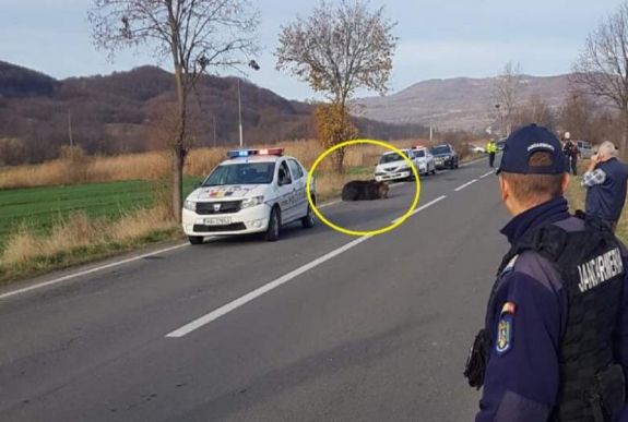 Miniszter: nem kell Bukarestre várni a Parajdnál agonizáló medve elszállításához