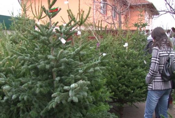 Nem sok karácsonyfának való fenyőt bocsát áruba idén a Romsilva