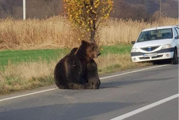 A Parajdnál szenvedni hagyott medve ügye: a pontos előírások hiánya vezetett idáig